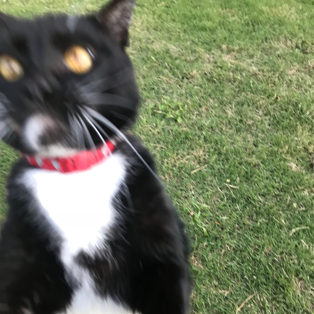 Meet your Posher, Ava